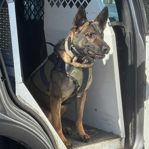 Police K9 Grizzly Canine Body Armour