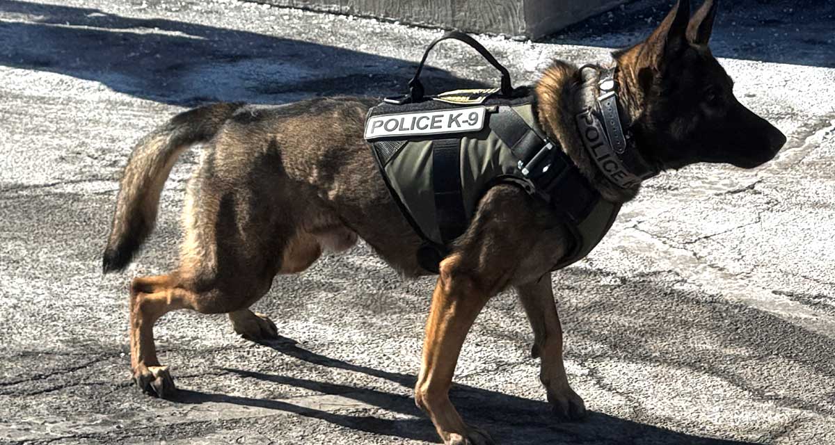 Police K9 Grizzly Canine Body Armour